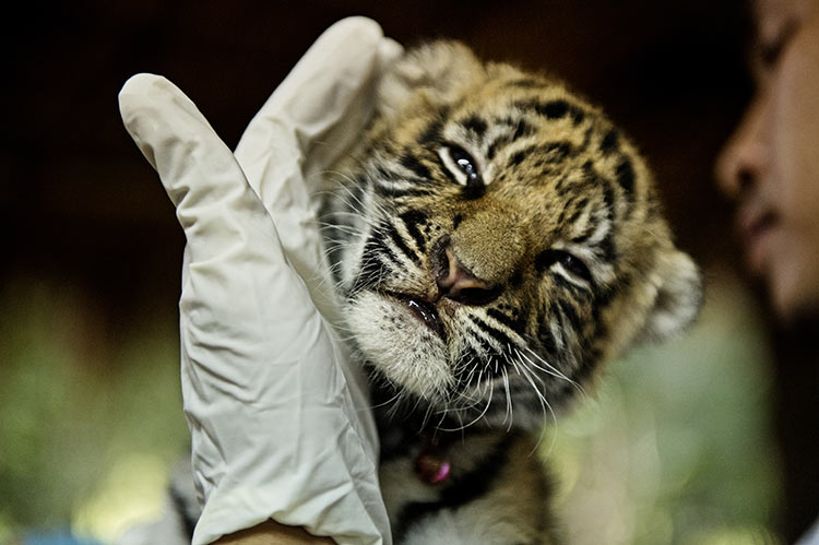WWF - Τίγρη