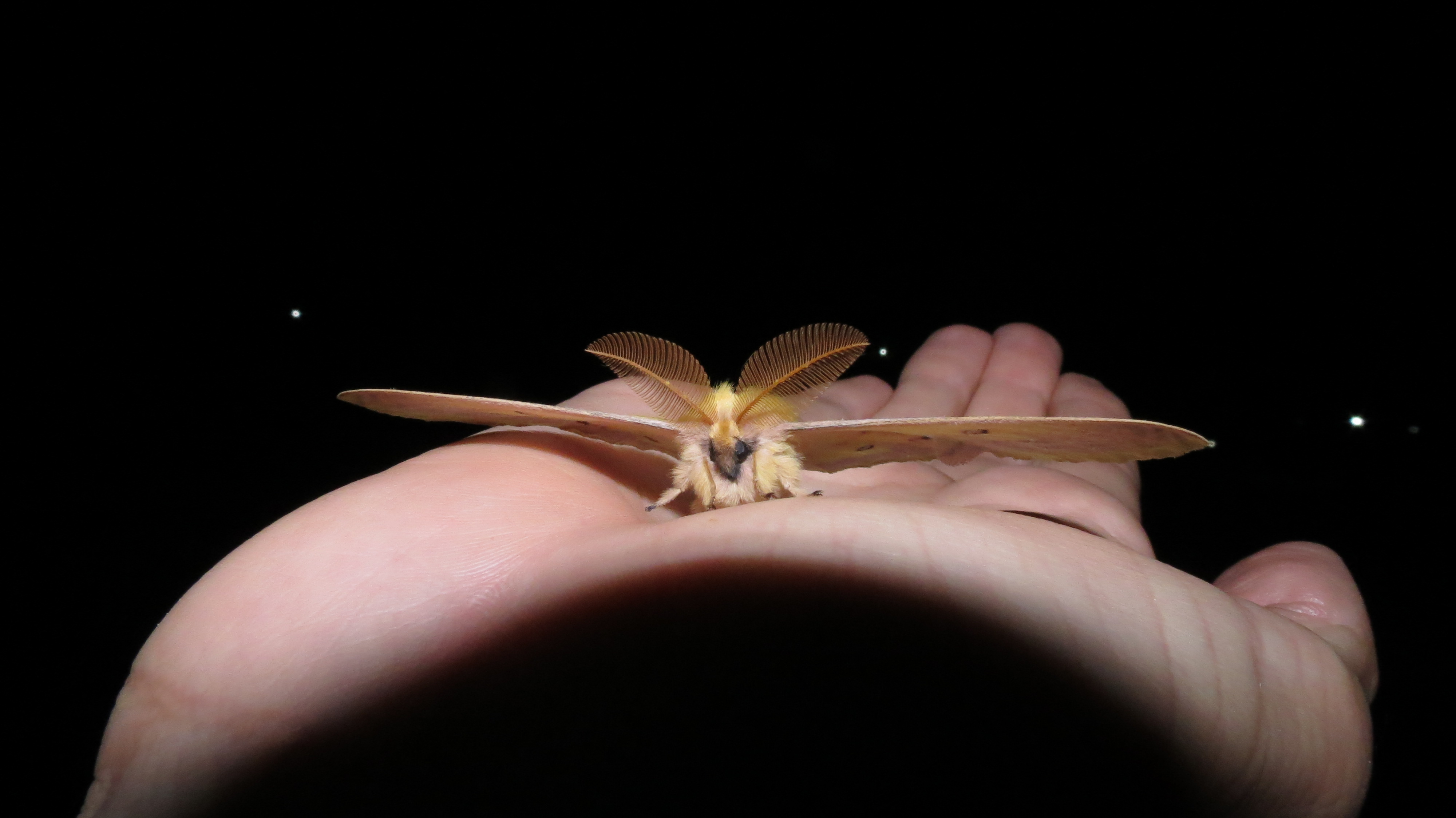 Εικόνα 7. Ο πιο ξεχωριστός μας επισκέπτης, του είδους Pericomena caecigena. Η κοινή του ονομασία στα αγγλικά είναι Autumn Empero moth και το άνοιγμα φτερών του φτάνει τα 9 εκατοστά/ M. Pita